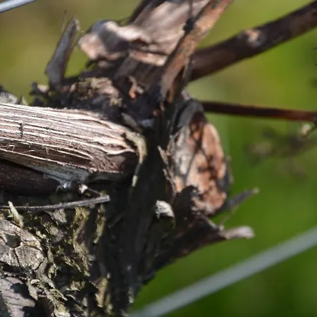 Castell & Restaurant