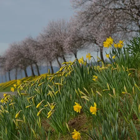 Szálloda Castell & Restaurant