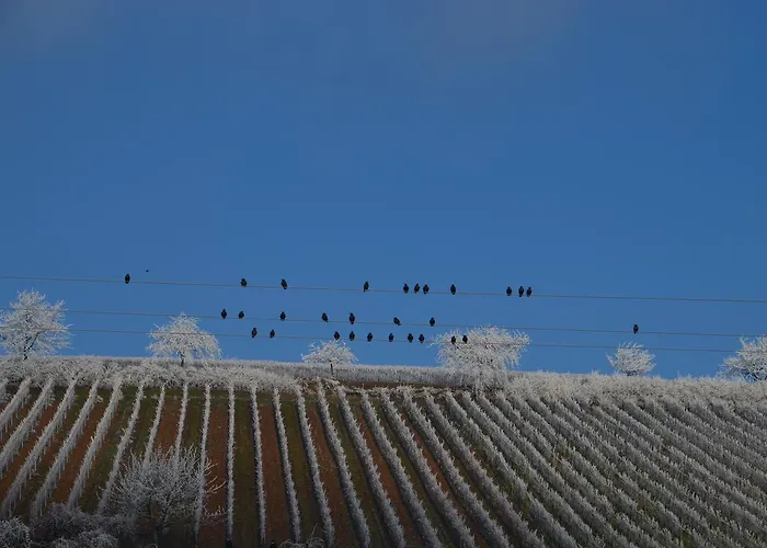 Hotel Castell Hotel&restaurant